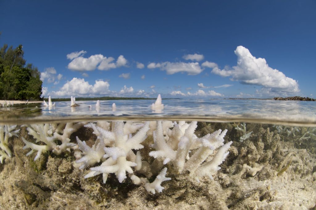 Shallow bleaching corals split level with the island. Kavieng / New Ireland, Papua New Guinea June 2010