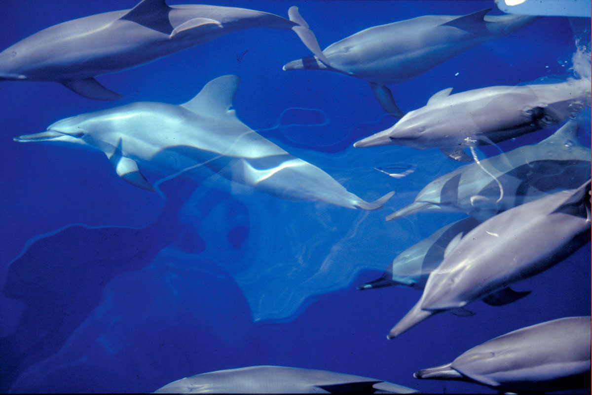 Spinner dolphins ride the bow wave of a ship. Fiji