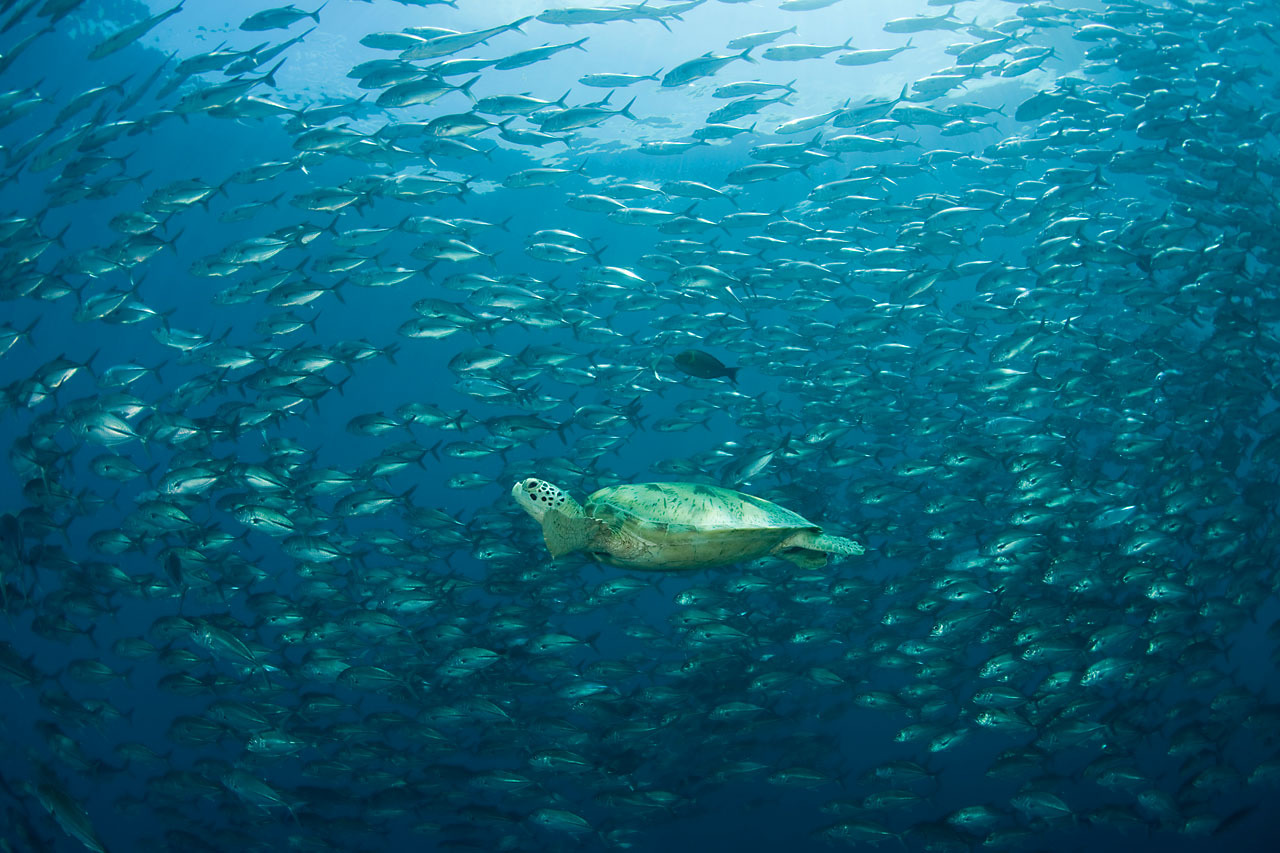 Large schooling bigeye jacks or trevallies at the edge of the reef (Caranx sexfasciatus), Sipadan Island, Sabah, Malaysia. 21 June 2009