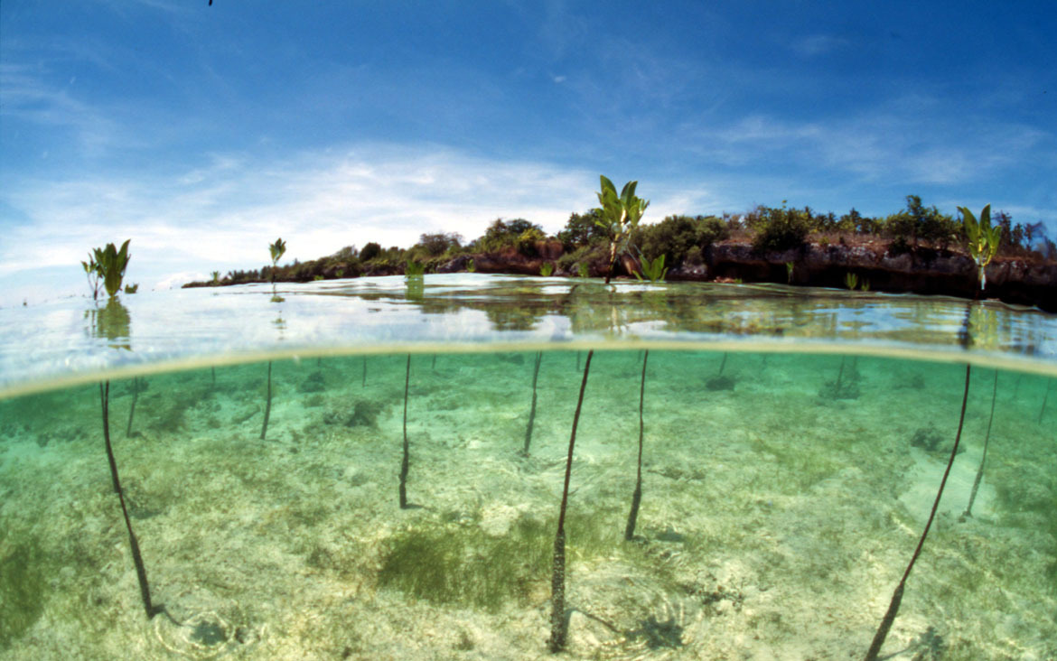 Mangrove reforested area. Philippines