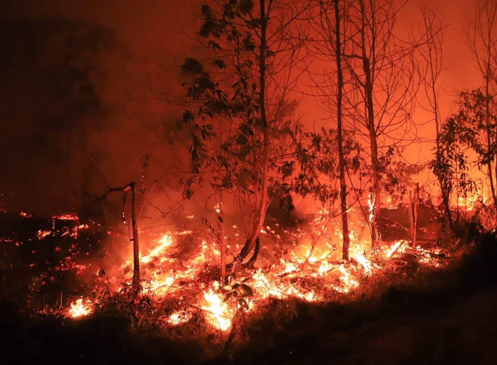 forest fire