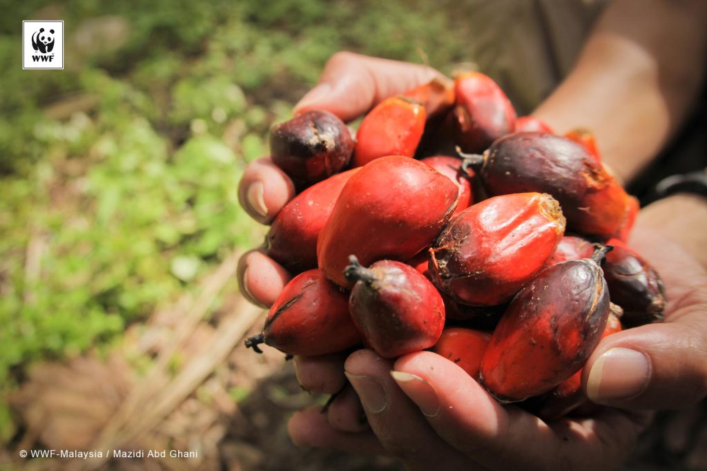 Mature palm oil fruit