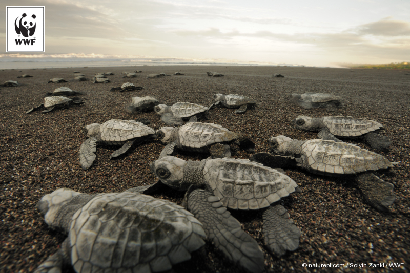 Hatchling Olive ridley sea turtles emerge together and move towards the sea at dawn. 