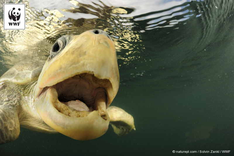 Say what?! Female Olive ridley sea turtle swimming from the open ocean towards the beach