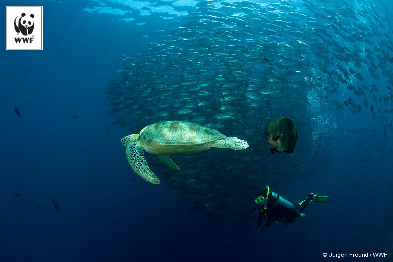 Large schooling bigeye jacks or trevallies with green turtle and diver at the edge of the reef Sipadan Island, Sabah, Malaysia. 