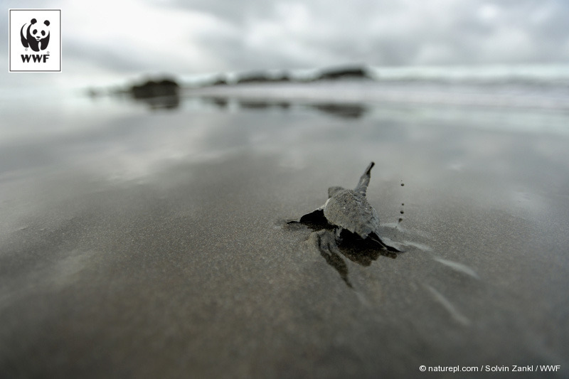 An Olive Ridley sea turtle hatchling on its way to the sea. Determined to cross the ocean like its ancestors?