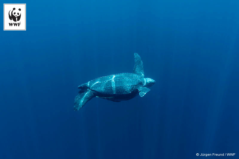 Leatherback turtle underwater. Kei Islands, Moluccas, Indonesia. 