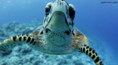 SeaTurtleGif