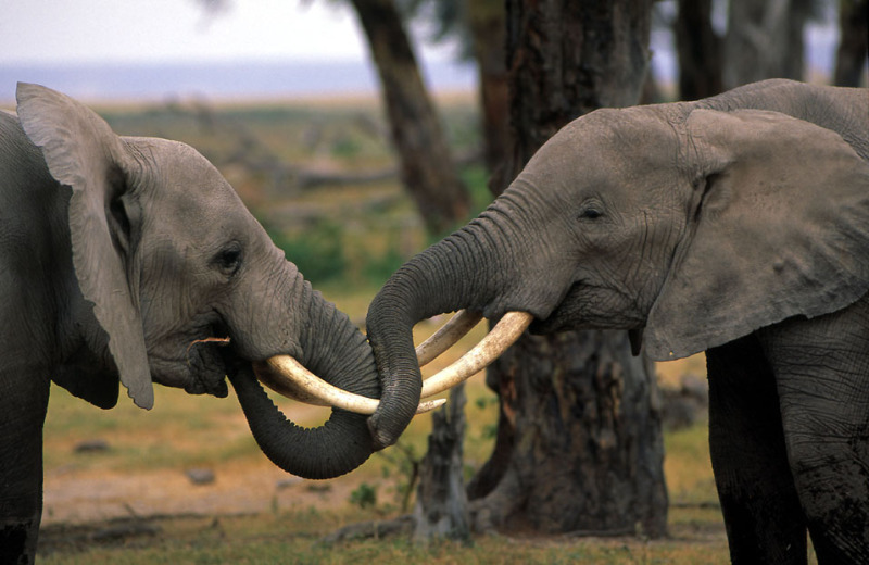 African savanna elephant (Loxodonta africana africana); Kenya
