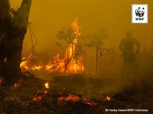 Some estimates say that the fires could cause more than 100,000 premature deaths in the region.