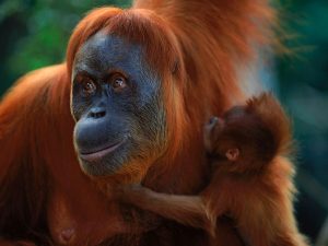 The prolonged fires have caused death, injury and extensive damage to the natural habitats of endangered animals