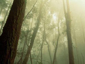 The haze pollution has been an almost annual occurrence in South East Asia since 1982.