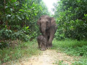Sumatran elephant calf (Elephas maximus sumatrensis) Lisa and its mother from Tesso Nilo National Park, Riau, Indonesia.
