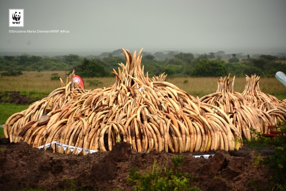 One of 12 pyres, largest ivory burn in history, Kenya.