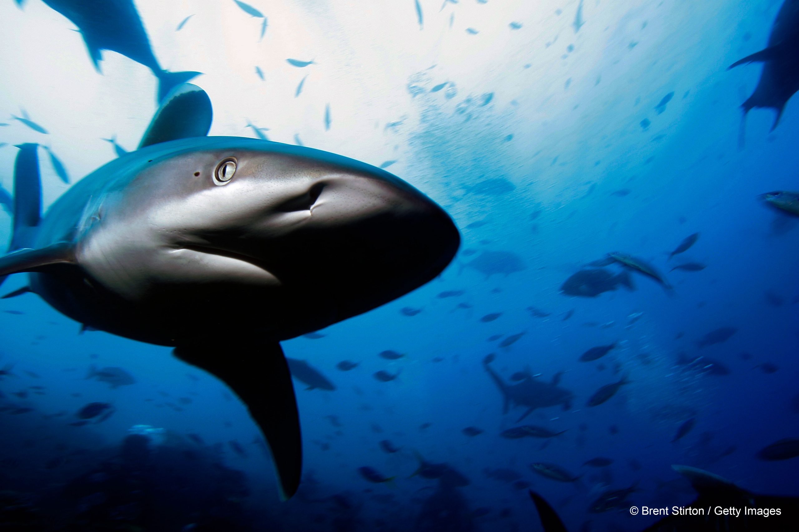 ©-Brent-Stirton--Getty-Images
