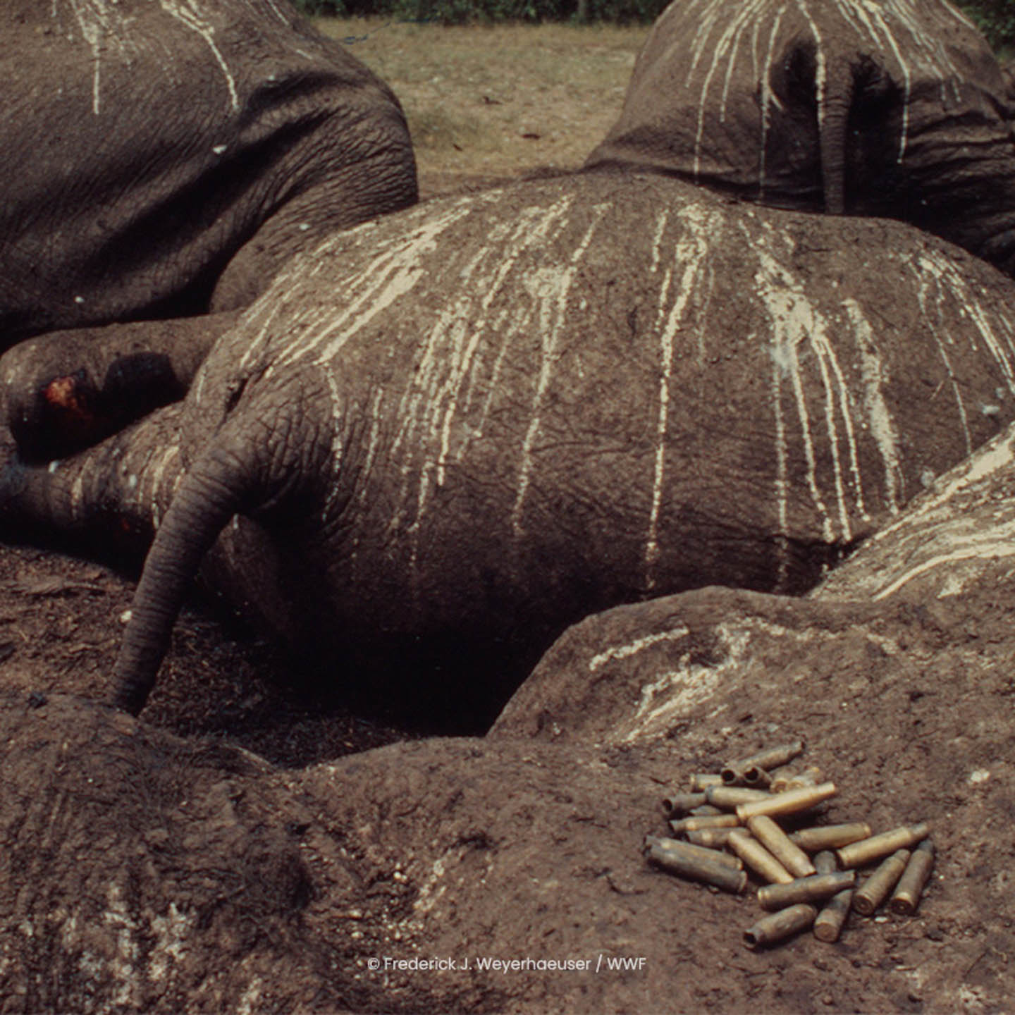 Dead Elephant 2