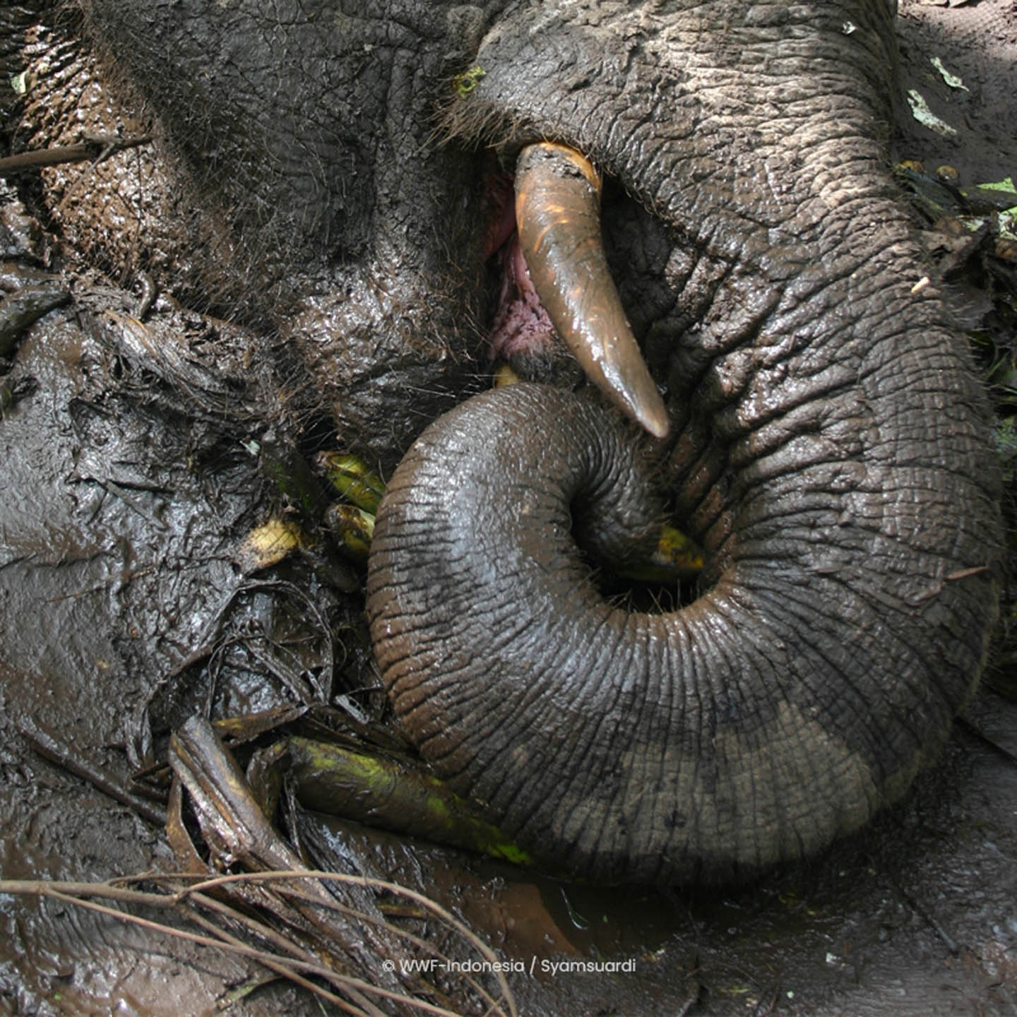 Dead Elephant 3