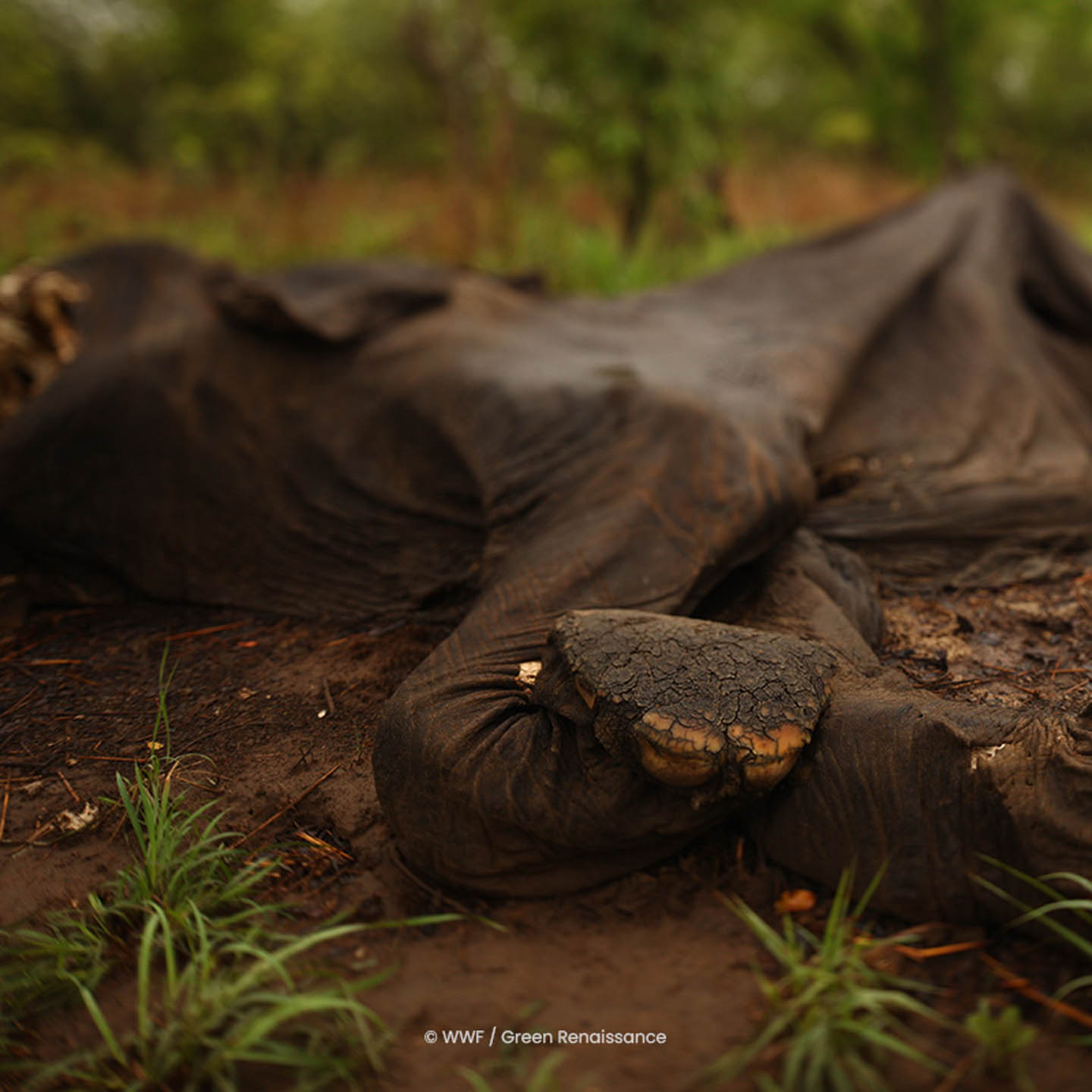 Dead Elephant 4