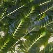 Fern seagrass