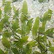 Hairy spoon seagrass