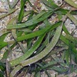 Serrated ribbon seagrass