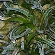 Sickle seagrass