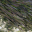 Smooth ribbon seagrass