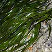 Tape seagrass