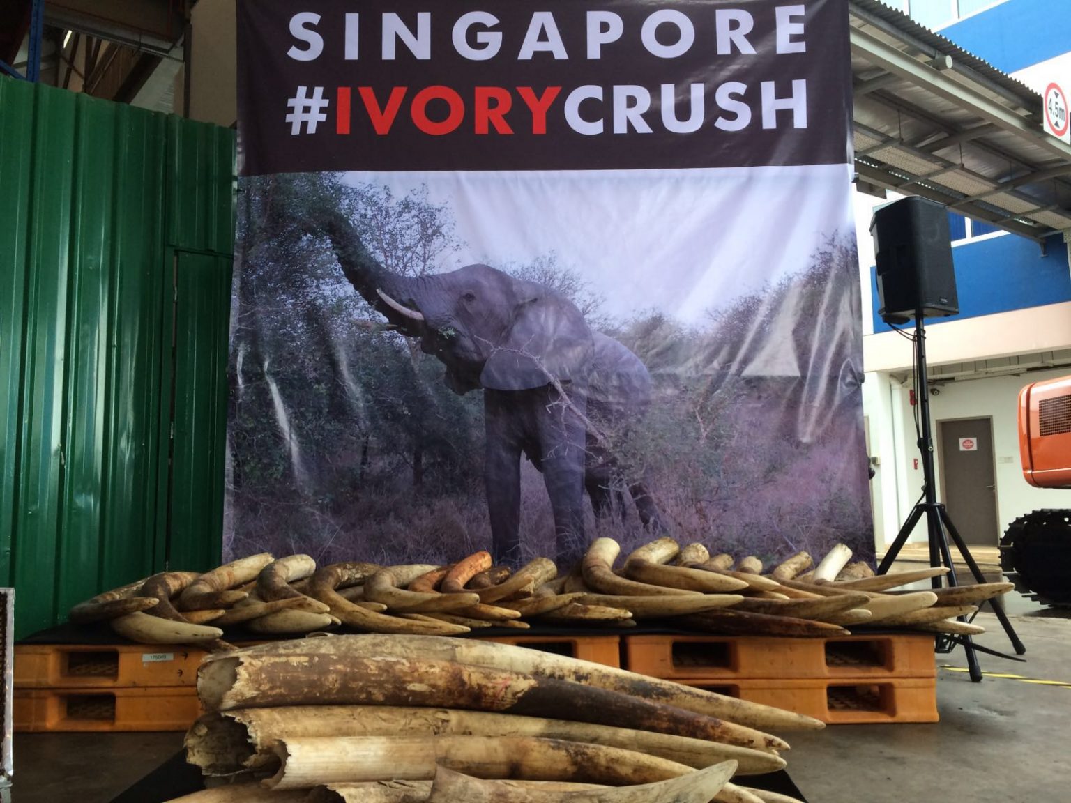 Almost 8 tonnes of illegal ivory destroyed by Singapore. WWFSingapore