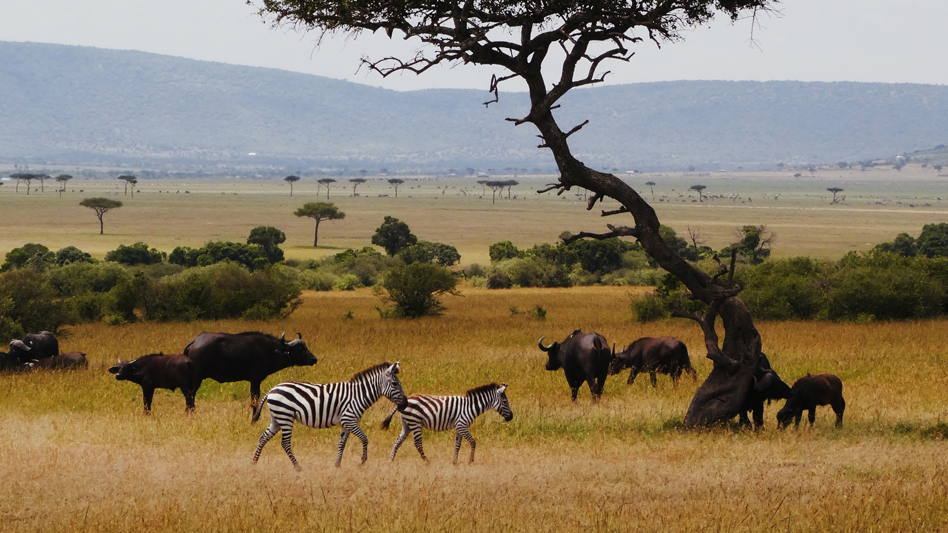 WWF Singapore The Global Plastic Treaty